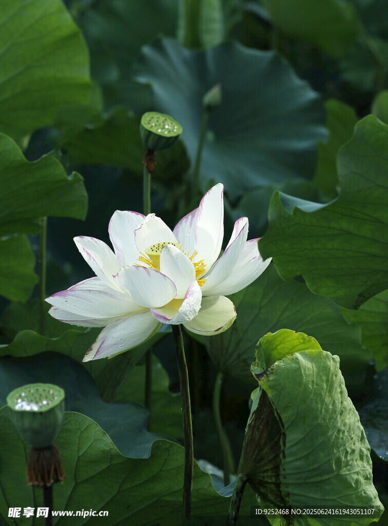  白荷