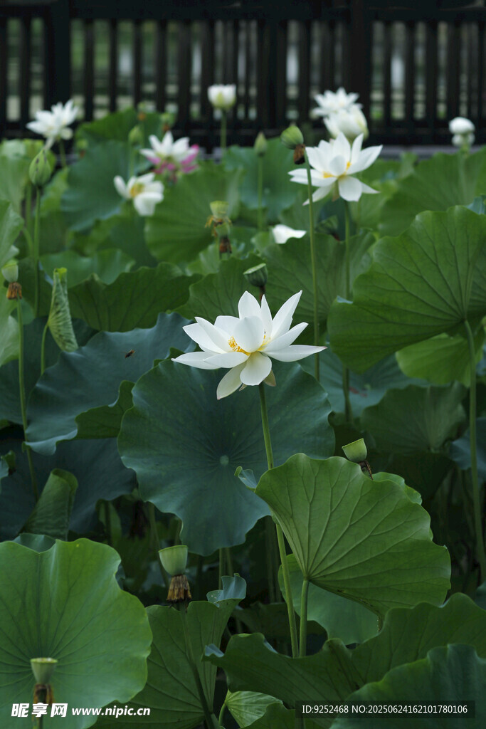 白荷