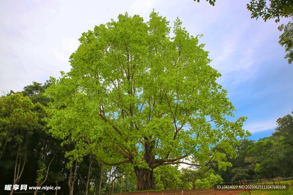 深圳仙湖 菩提樹