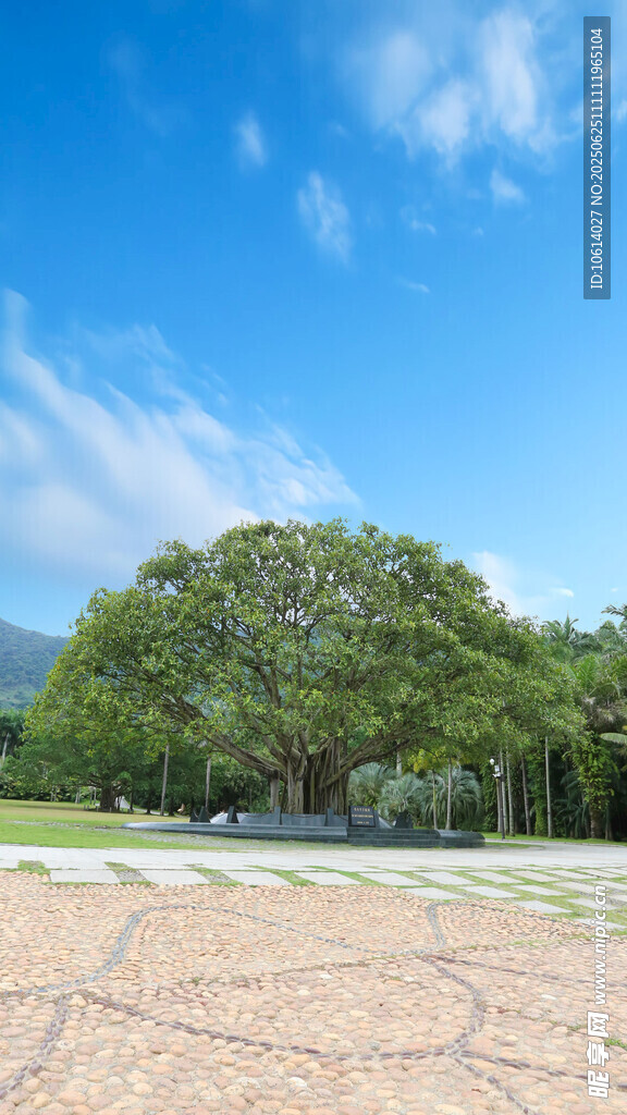 深圳小平手植樹 榕樹