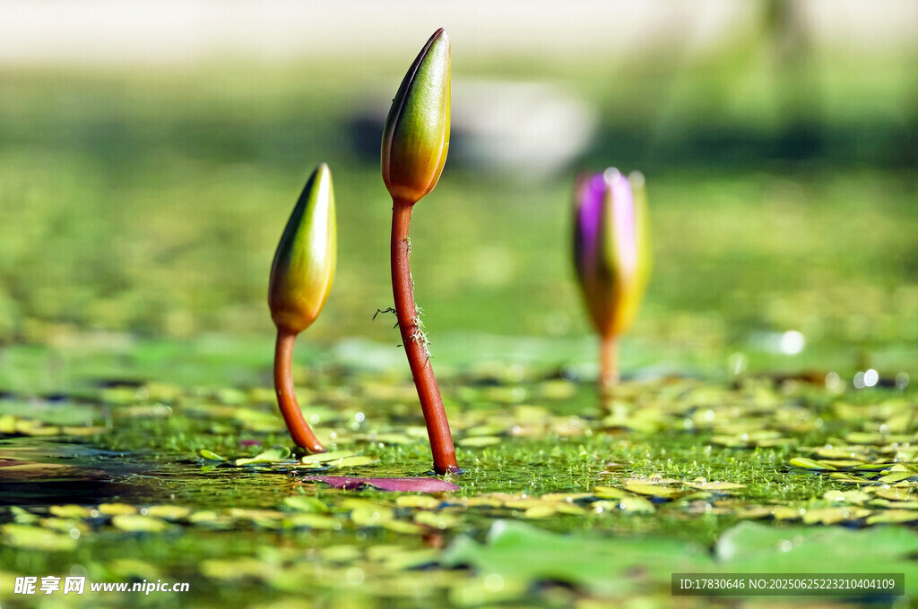 水中挺立的嬌嫩睡蓮花苞