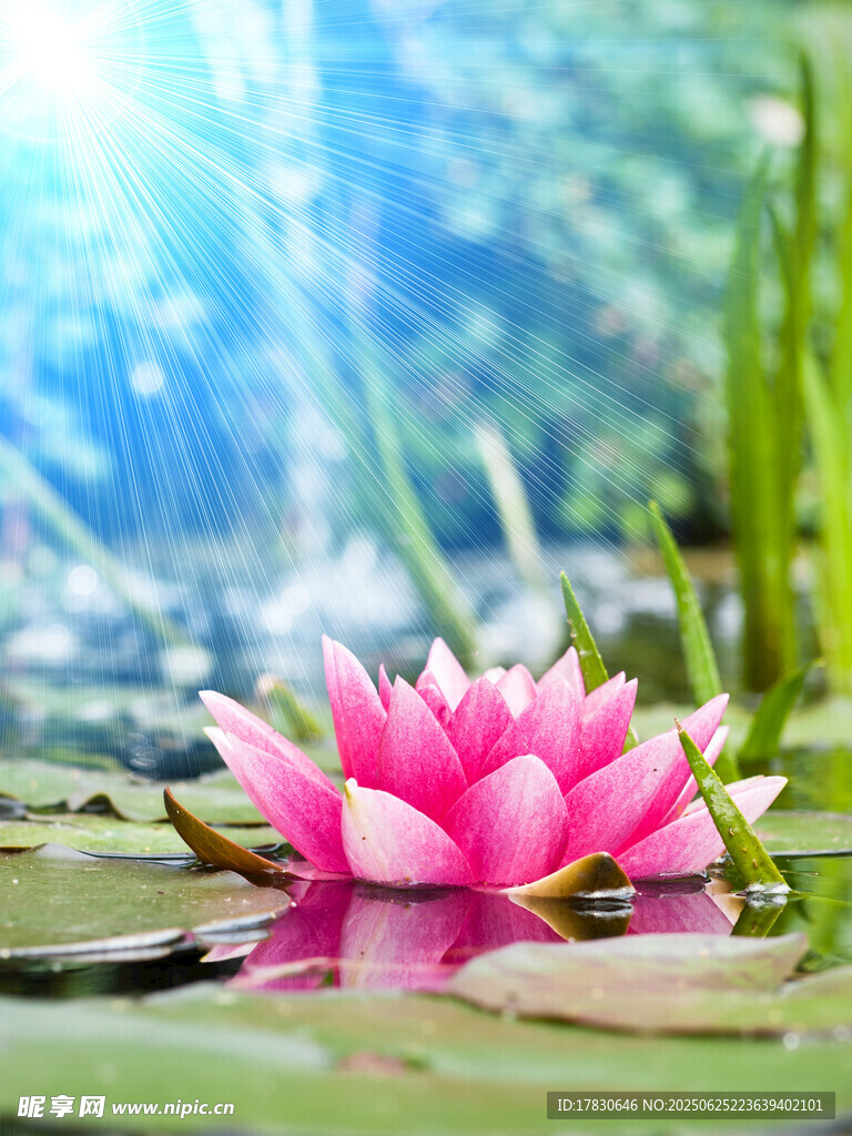 水中綻放的嬌艷粉色睡蓮