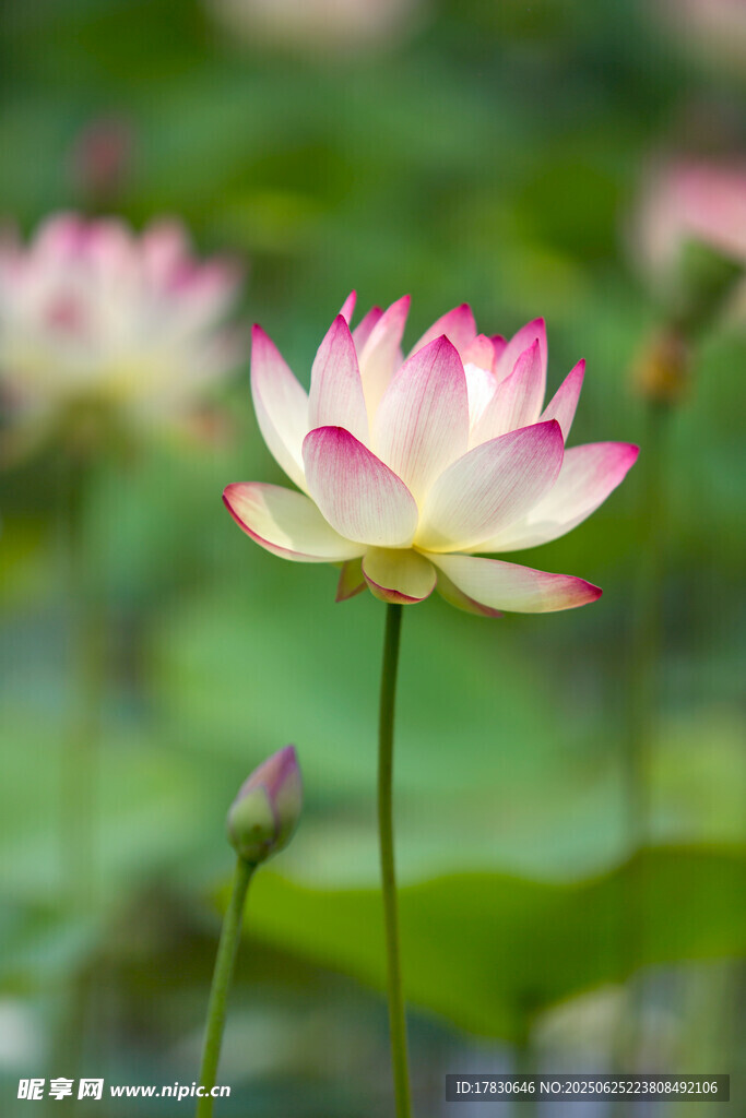 嬌艷荷花綻放于綠意間