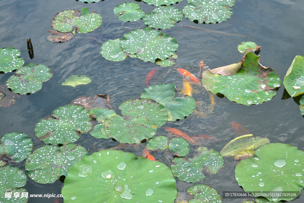池塘中荷葉與游動(dòng)的金魚(yú)