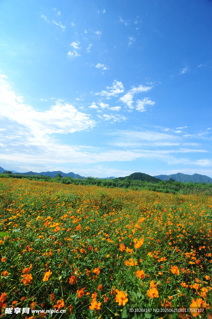 絢爛花海藍天綠野風光