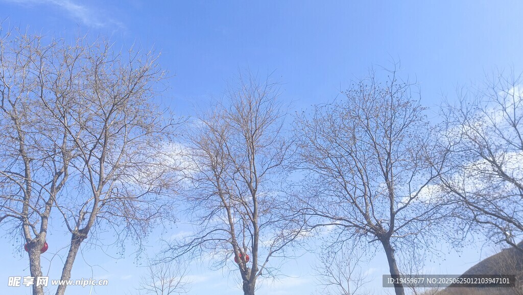 藍天映襯下的光禿樹木