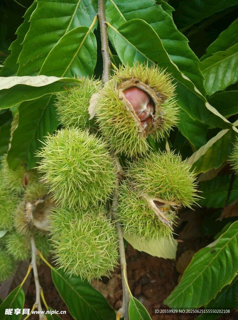板栗