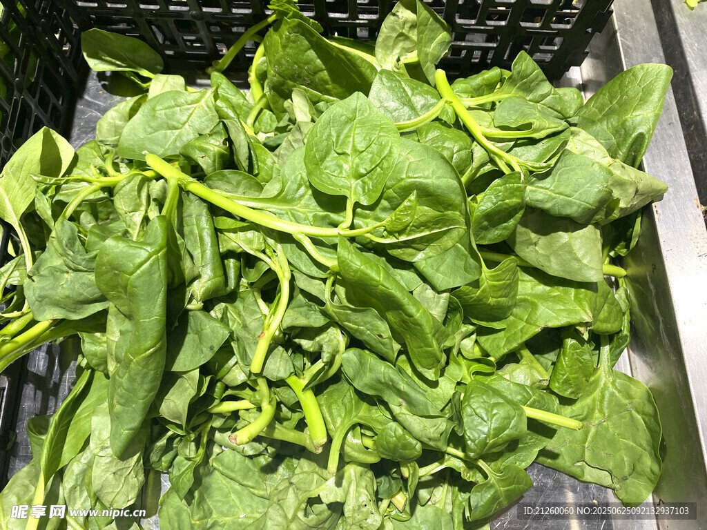 木耳菜