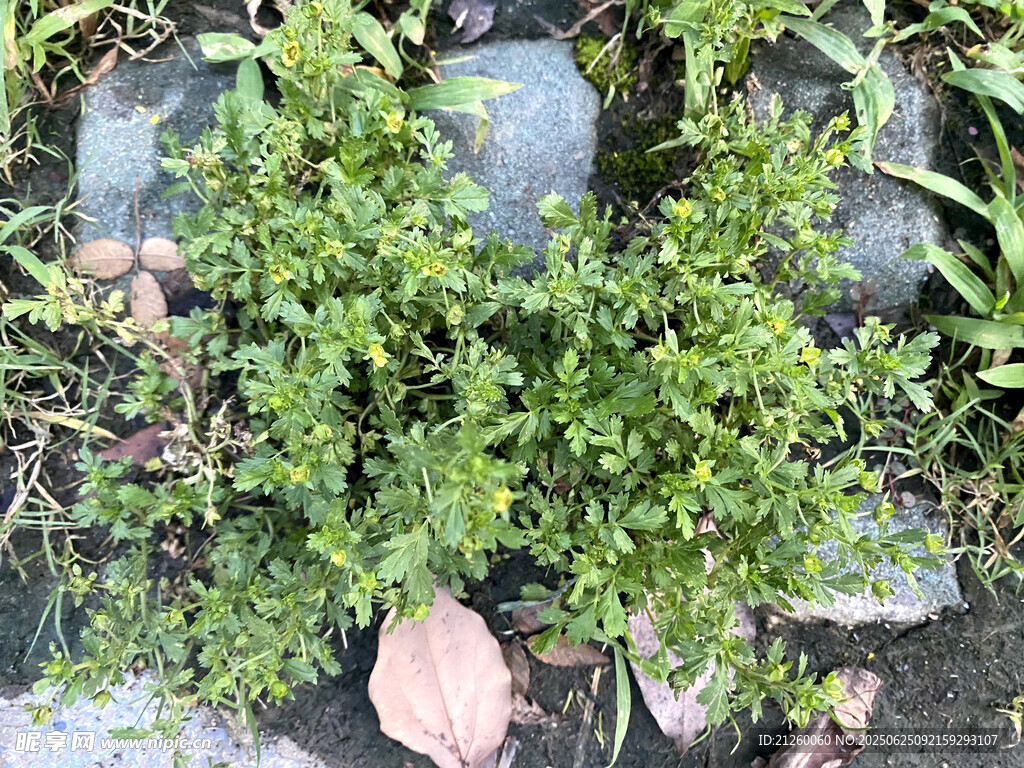 朝天委陵菜