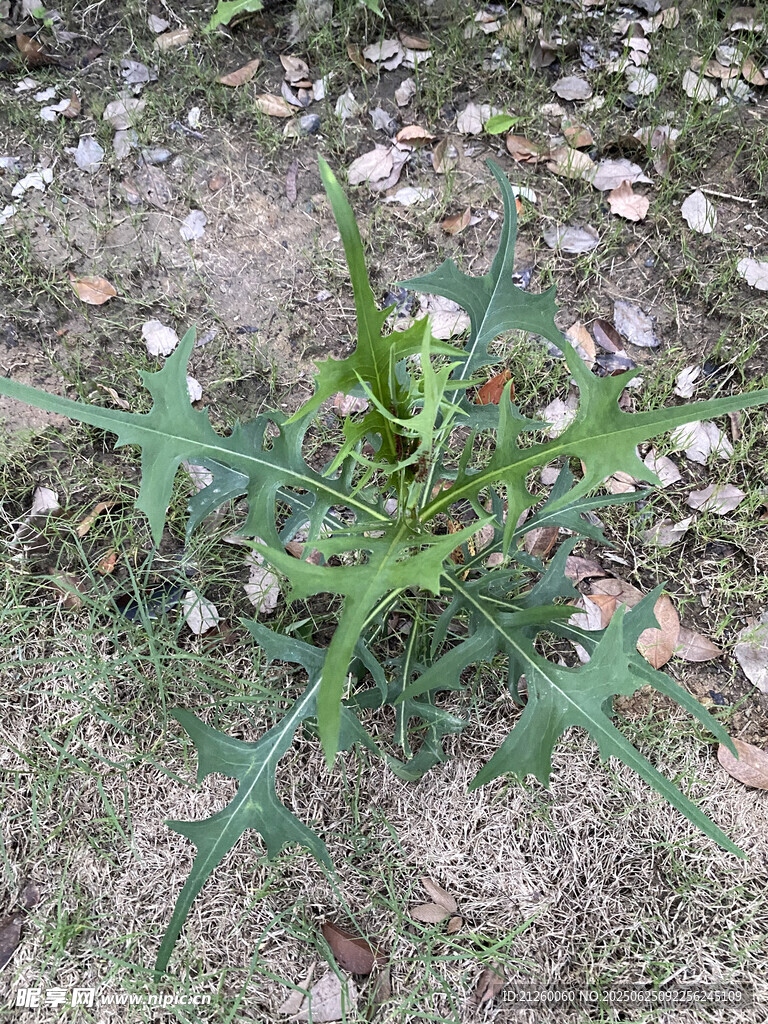 翅果菊