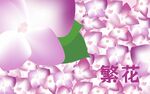 繡球花