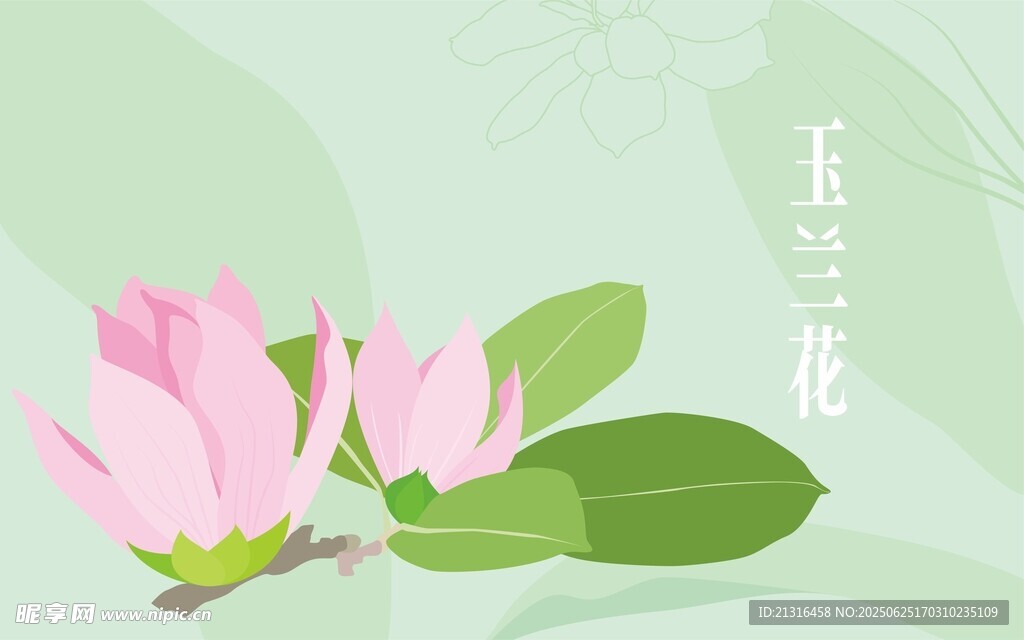 玉蘭花