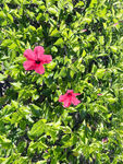 朱槿花