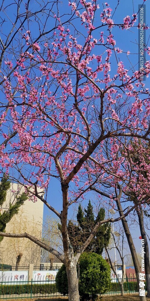 春日繁花盛開的美麗樹景