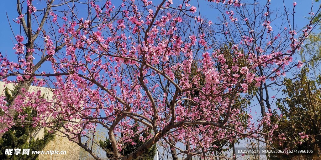 盛開(kāi)的粉色繁花樹(shù)
