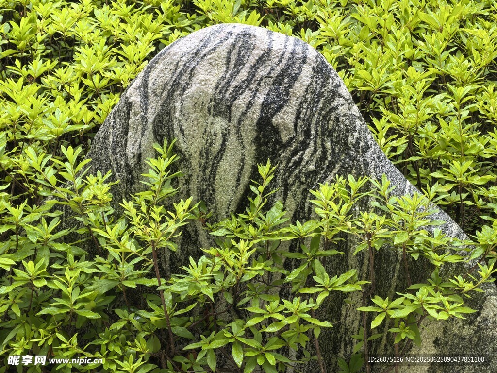 石隱綠植間