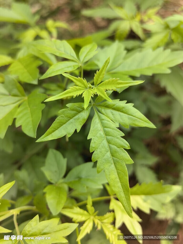 黃荊葉片特寫