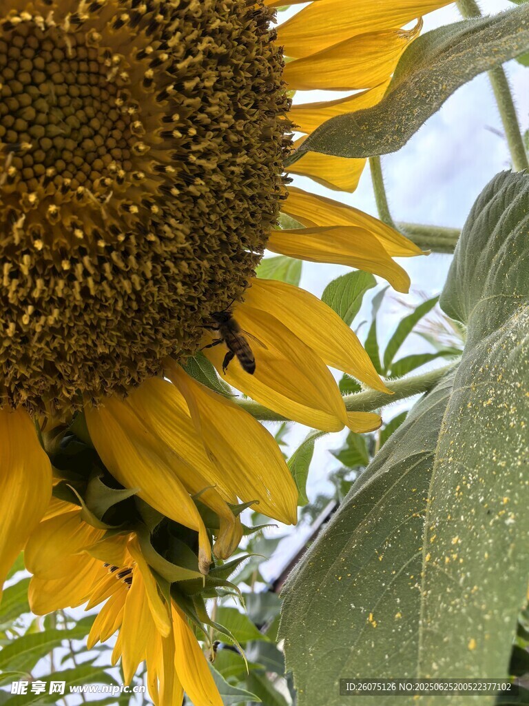 陽光下的向日葵與蜜蜂