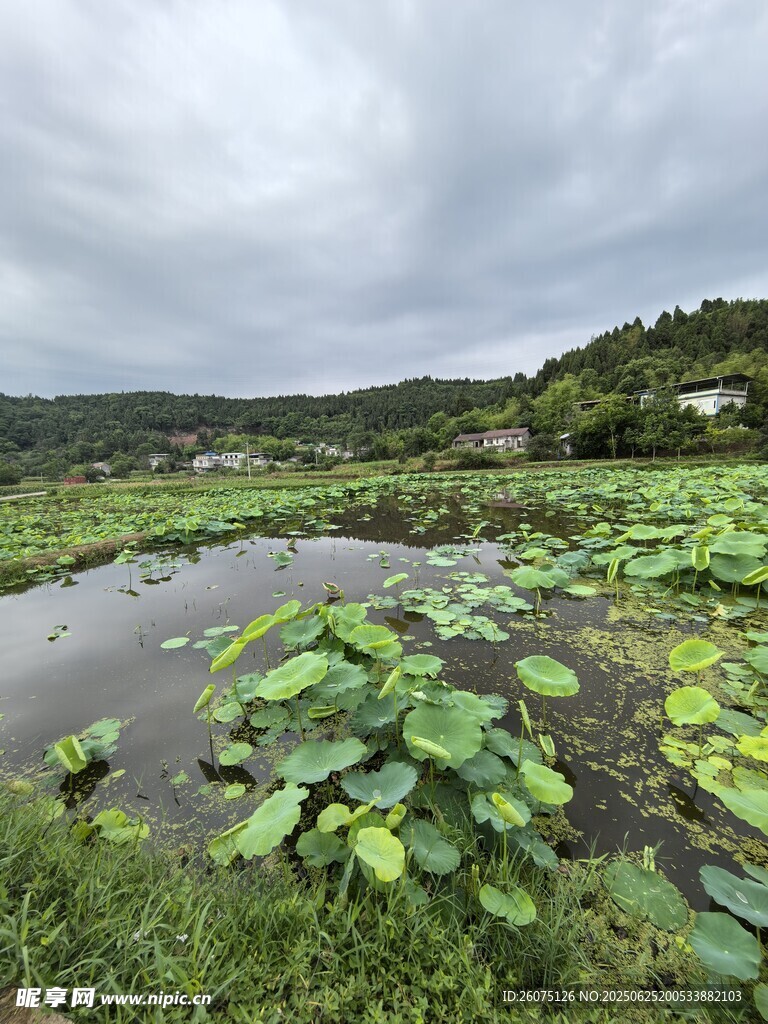 荷塘風光