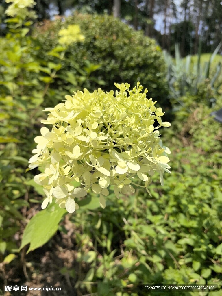 清新繡球花綻放于綠植間