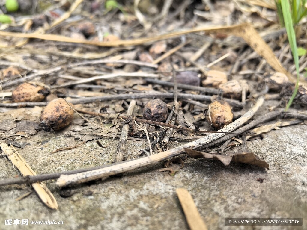 地面上的枯枝與碎石