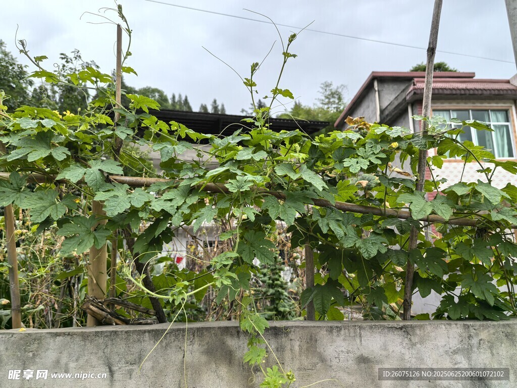 院墻邊的苦瓜藤