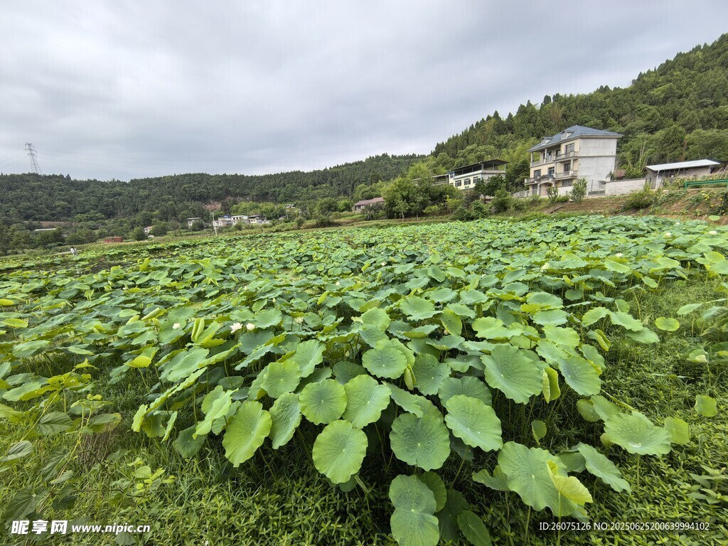 田園荷塘種植地景觀