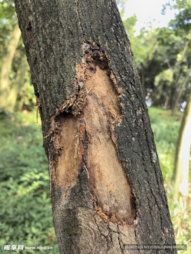 樹干上的破損痕跡