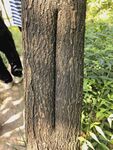 樹(shù)干旁上的痕跡