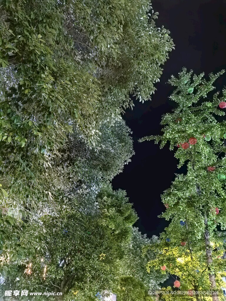 仰望夜空下的繁茂樹林