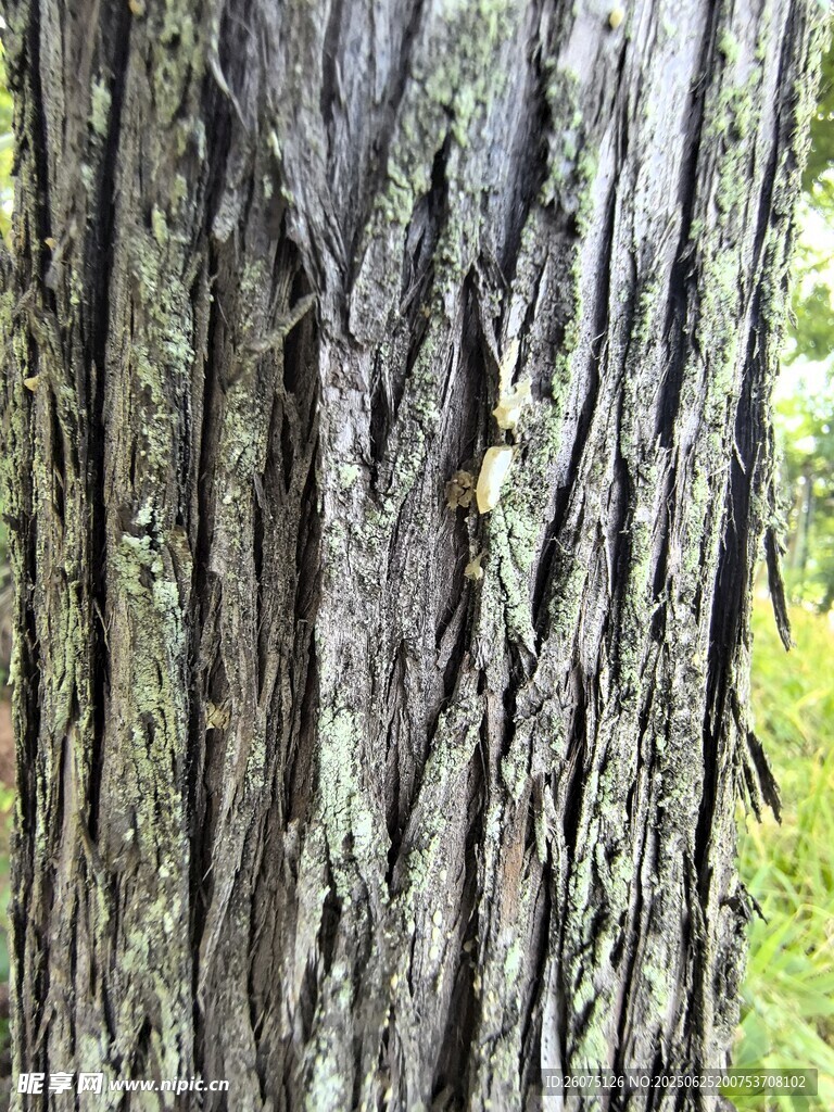 粗糙的樹(shù)皮紋理特寫