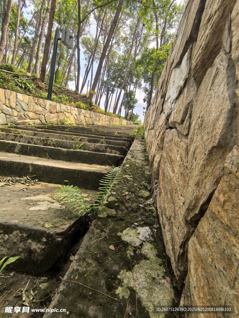 石砌臺階與林間景致