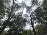 仰視茂密森林樹冠景象