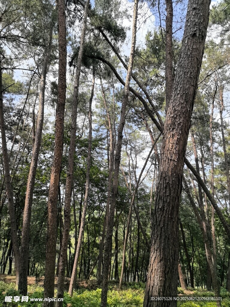 陽光照耀下的茂密松樹林
