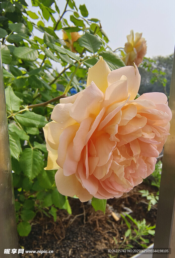 黃色的月季花