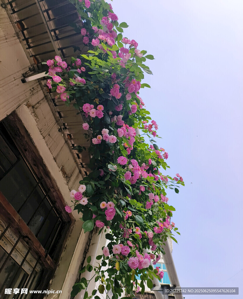 薔薇花