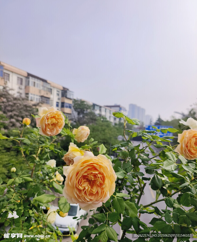 黃色的月季花