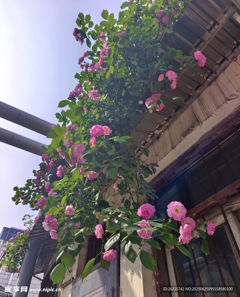 薔薇花