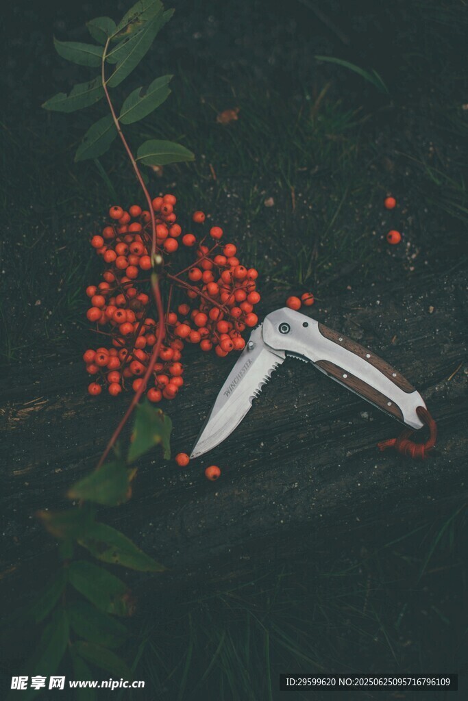 修枝剪與紅果植物