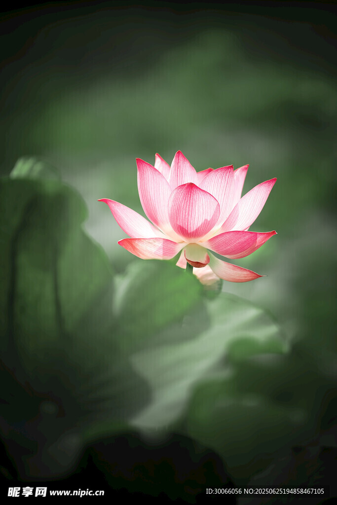 嬌艷荷花綻放于朦朧間