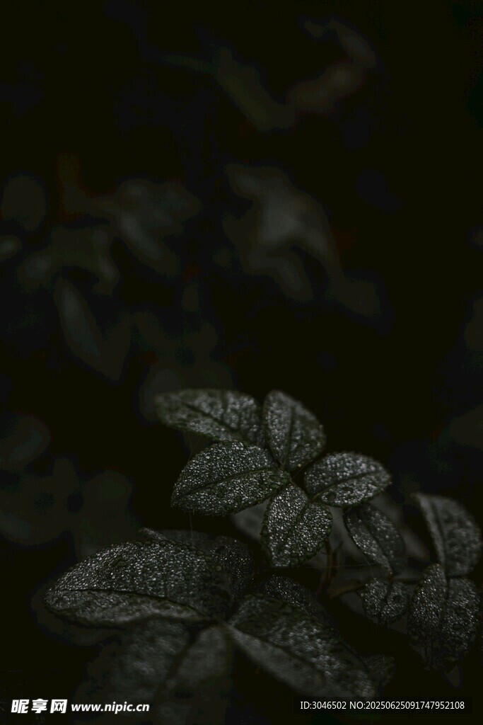 暗調(diào)下的帶露綠葉