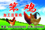 笨雞