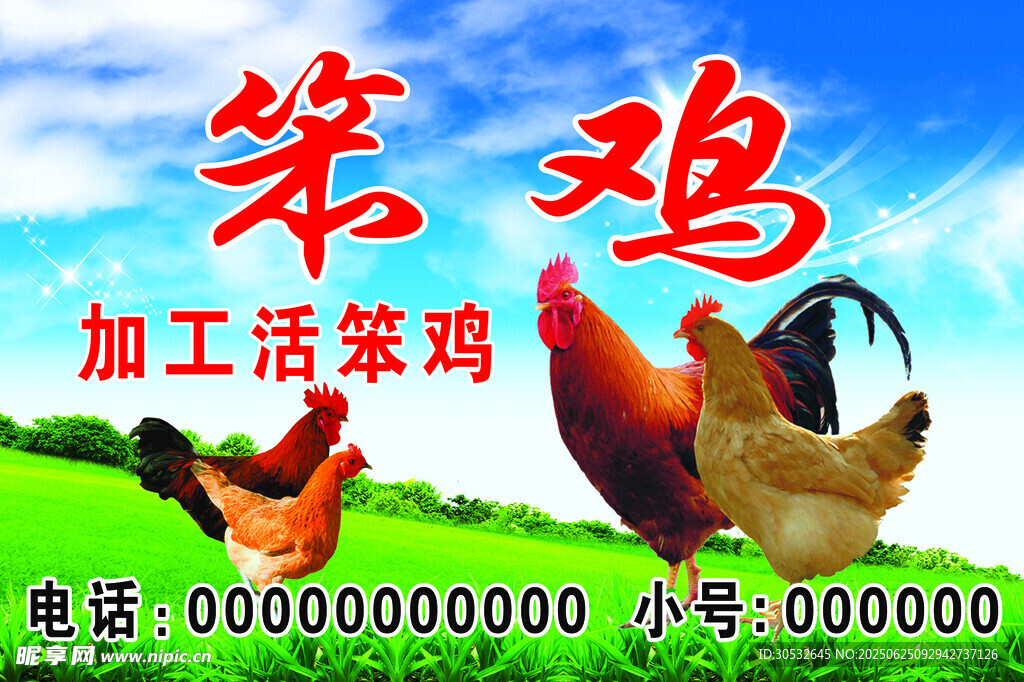 笨雞