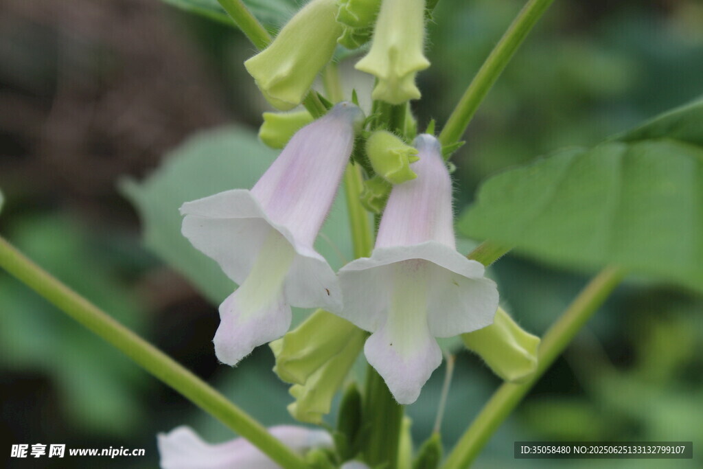 芝麻植株  