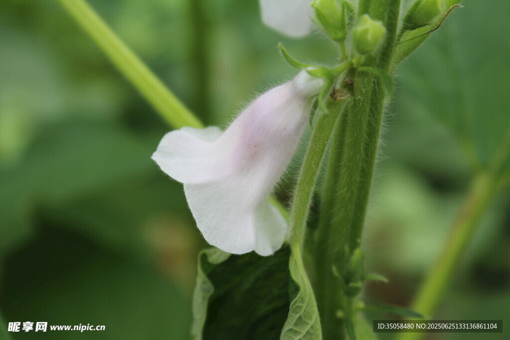 芝麻植株  