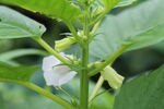 芝麻植株  