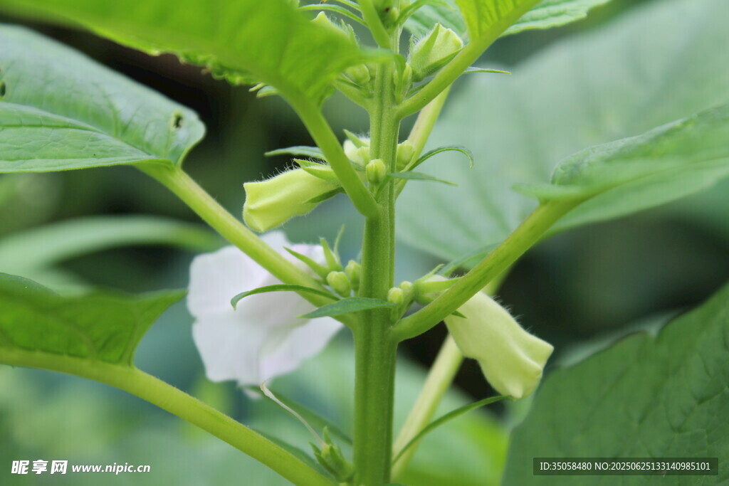 芝麻植株  