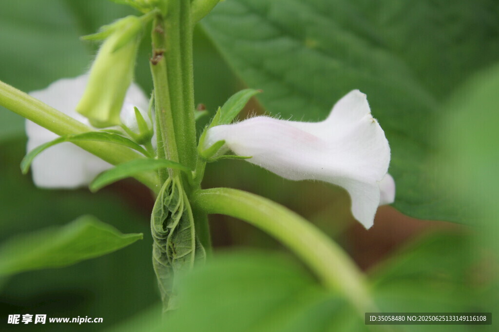 芝麻植株  