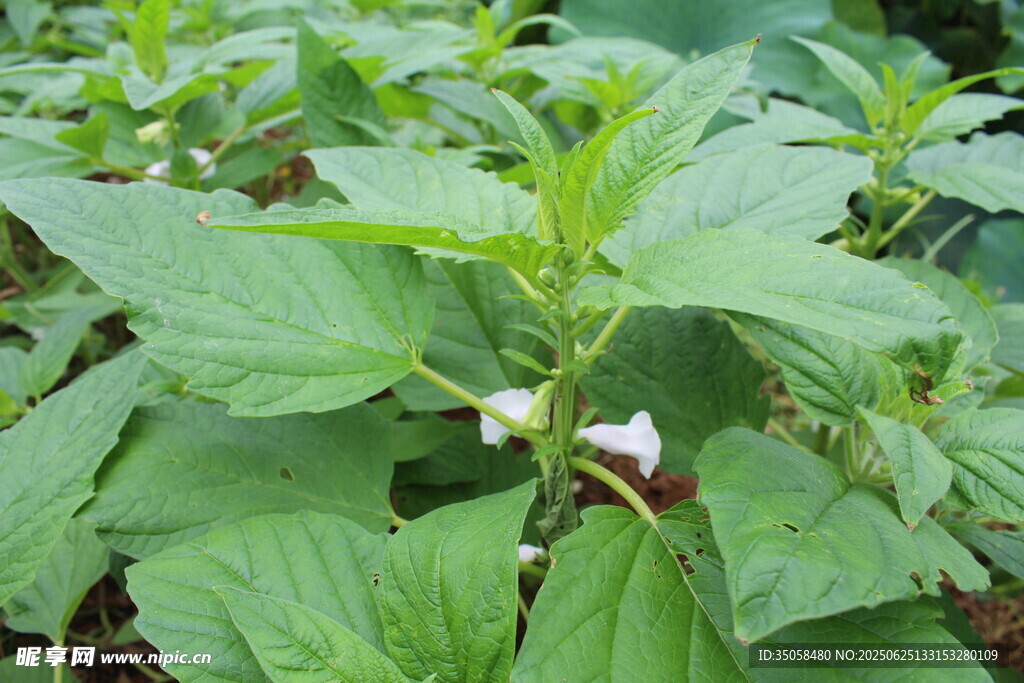 芝麻植株