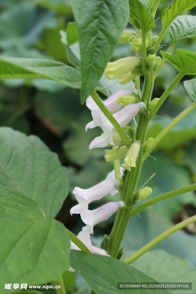 芝麻植株 